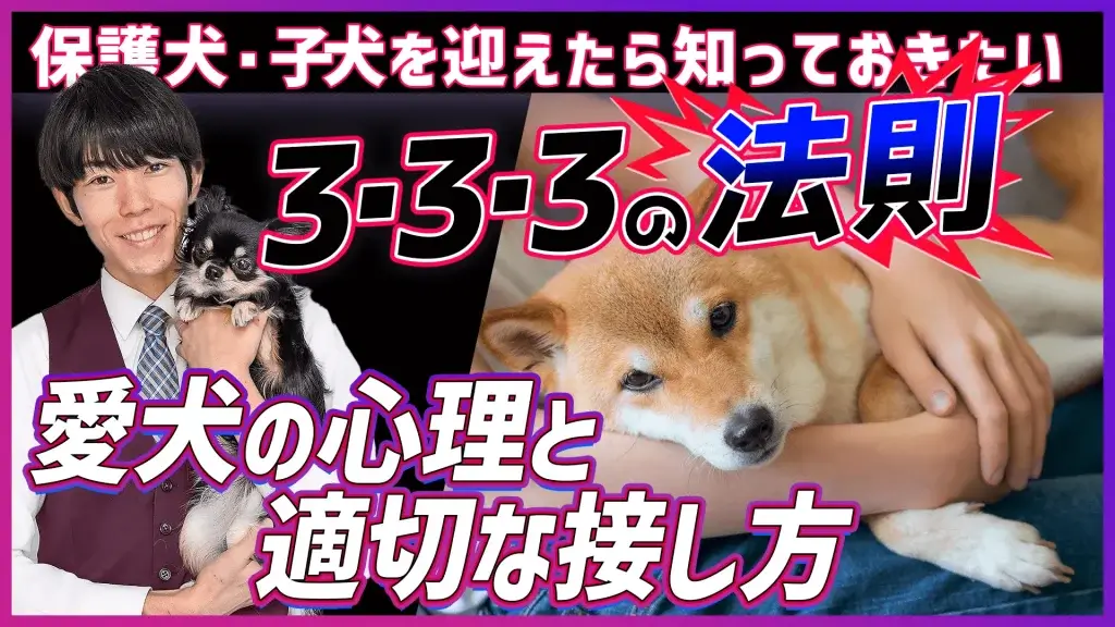 【保存版】保護犬・子犬を迎えたら知っておきたい「3・3・3の法則」！3日・3週間・3ヶ月で変わる愛犬の心理と適切な接し方