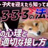 【保存版】保護犬・子犬を迎えたら知っておきたい「3・3・3の法則」！3日・3週間・3ヶ月で変わる愛犬の心理と適切な接し方