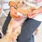 ブリッジフォースマイルの職場体験 犬のしつけハグ 文京区 東京 犬のしつけ教室