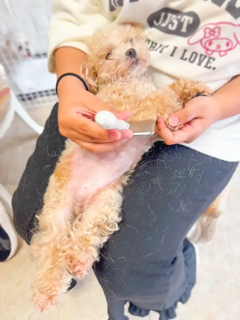 ブリッジフォースマイルの職場体験 犬のしつけハグ 文京区 東京 犬のしつけ教室