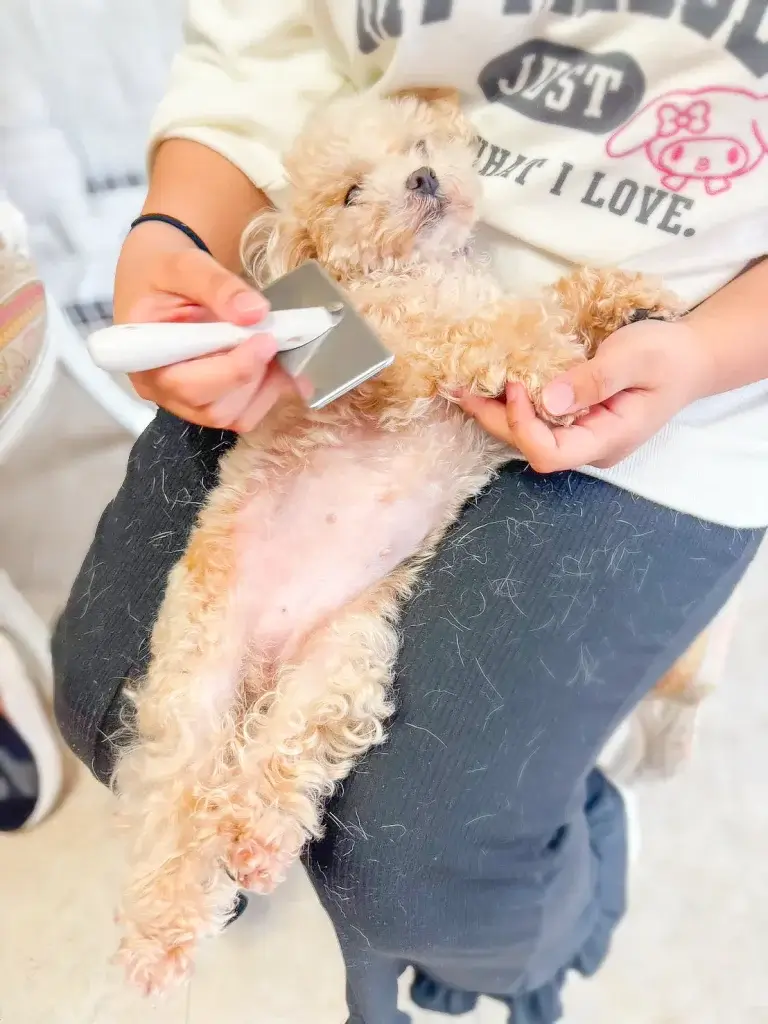 ブリッジフォースマイルの職場体験 犬のしつけハグ 文京区 東京 犬のしつけ教室