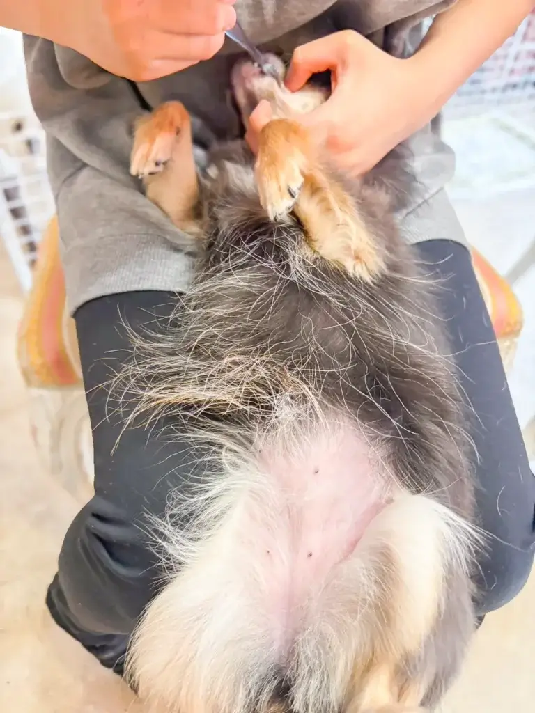 ブリッジフォースマイルの職場体験 犬のしつけハグ 文京区 東京 犬のしつけ教室