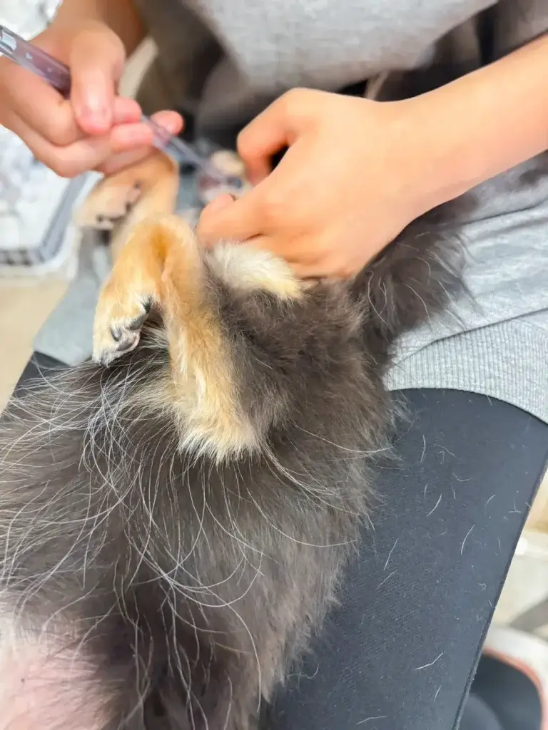 ブリッジフォースマイルの職場体験 犬のしつけハグ 文京区 東京 犬のしつけ教室