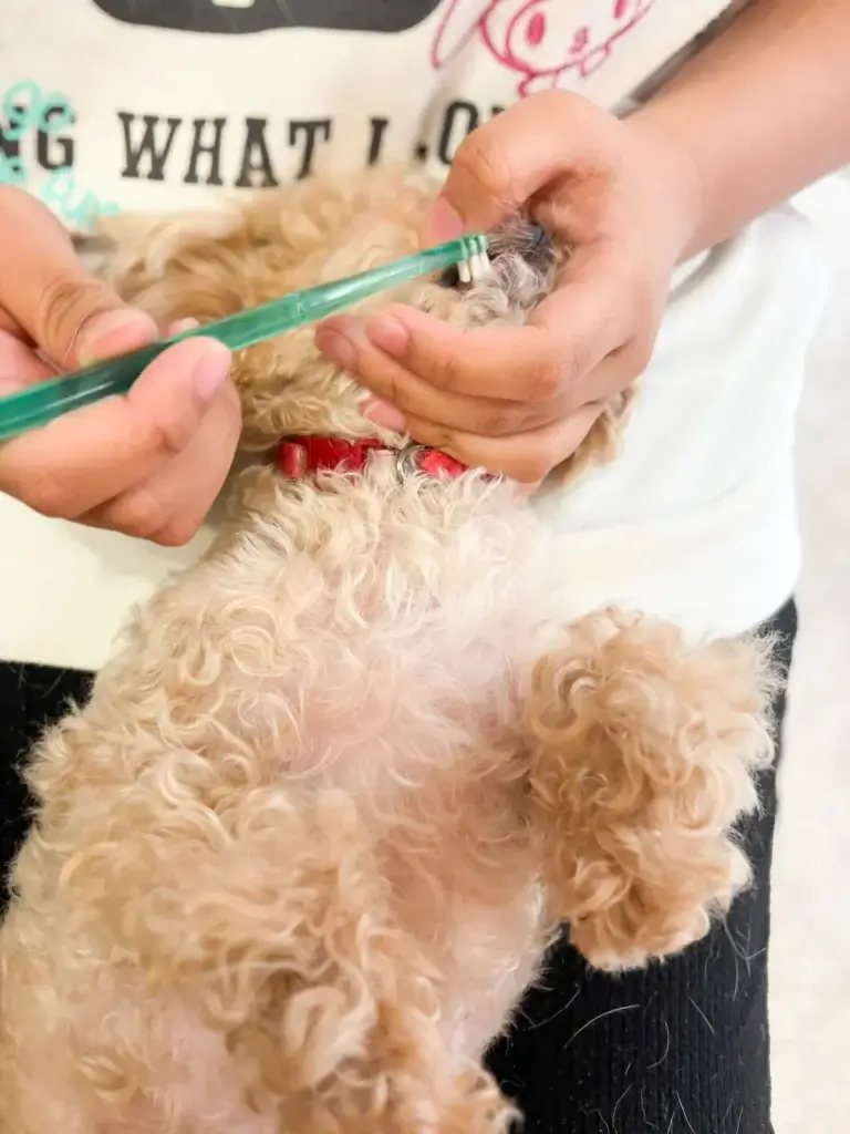 ブリッジフォースマイルの職場体験 犬のしつけハグ 文京区 東京 犬のしつけ教室